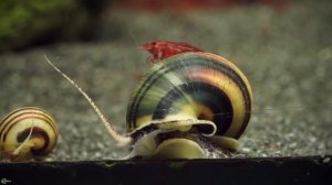 Эльф Спикси красивая аквариумная улитка