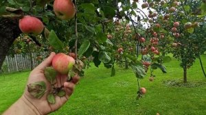 Яблоня Осеннее Полосатое, или Штрейфлинг. Яблоне около 50 лет.