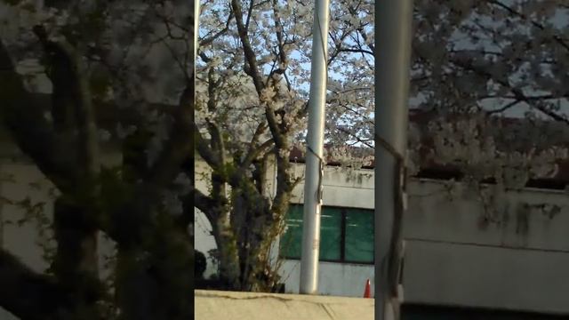 season of sakura смотреть онлайн