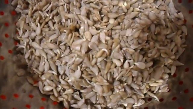 Паштет из семян подсолнуха. Сыроедение смотреть онлайн