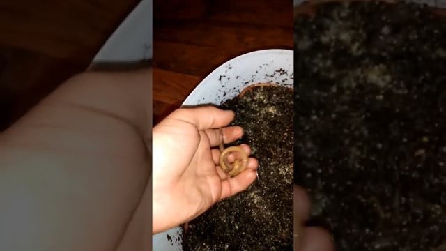 Дендробена венета! Маточник! Worm KR смотреть онлайн