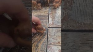 моя коллекция Львов (шляйх,папой,коллекта.)