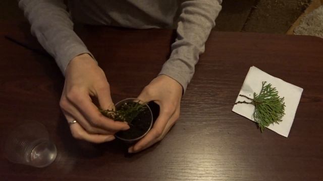 Как вырастить тую из черенка, выращивание туи в домашних условиях смотреть онлайн