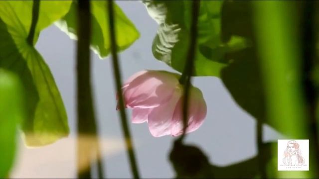 СИЛА БЛАГОДАРНОСТИ | НАЙКАН медитация смотреть онлайн