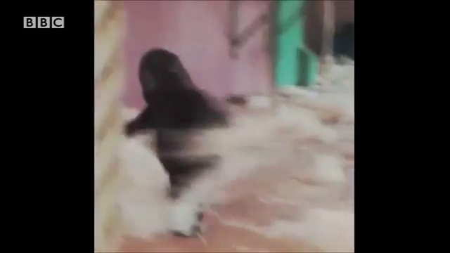 Горилла пустилась в пляс смотреть онлайн