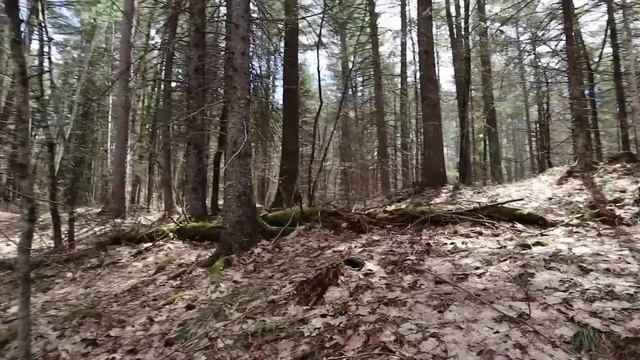 How to escape from pursuers in the woods (an evasion skill-building game) смотреть онлайн