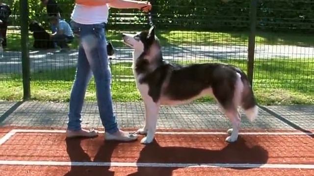 выставка хаски смотреть онлайн