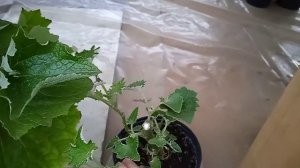 Цинерария-после обрезки 02.12.2021г.