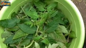 Несколько простых способов как избавиться от неприятного запаха в дачном туалете.