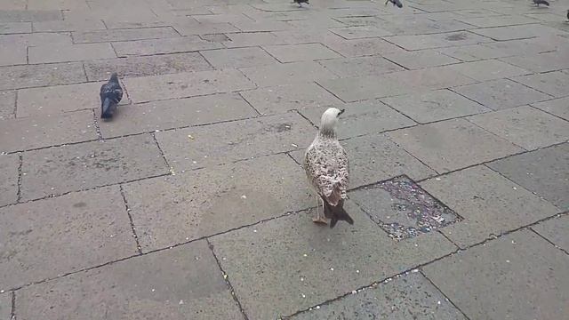 Они наглые такие. Венеция. Голуби смотреть онлайн