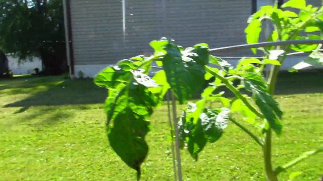 Septoria Leaf Spot On Tomato Plants Tomato Fungus смотреть онлайн