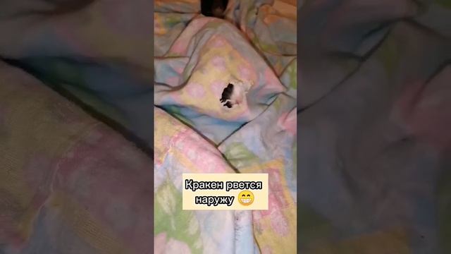 Крыса-кракен рвется наружу ??? #крыса #крыски #крысожопки #животные #мило #любовь #крысы #интересно смотреть онлайн
