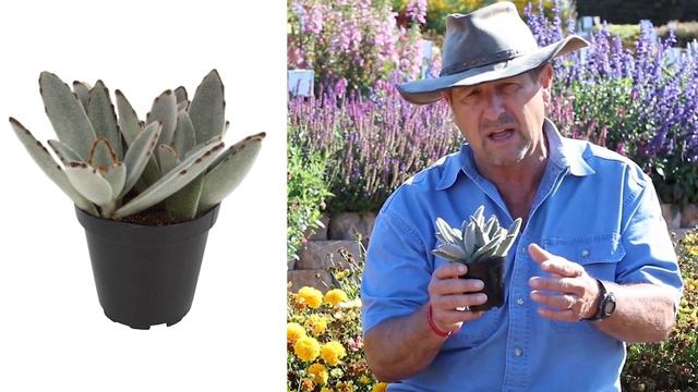 Cozy up to Kalanchoe tomentosa (Panda Plant) смотреть онлайн