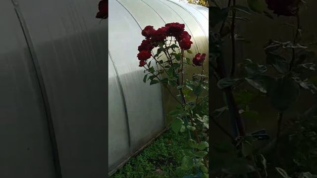 Цветение роз в октябре. Ленинградская область, Кировский район смотреть онлайн