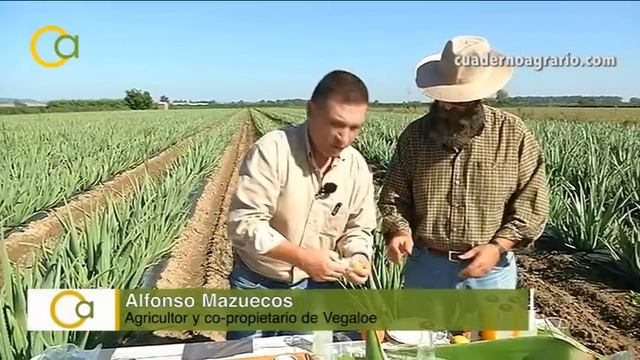 Cómo se prepara el aloe vera смотреть онлайн