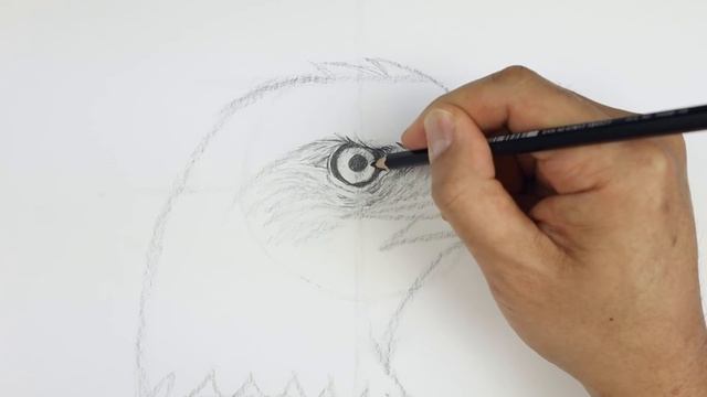 How To Draw a Bald Eagle | Sketch Sunday смотреть онлайн