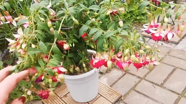 ФУКСИЯ. Уход за фуксиями летом