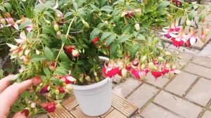 ФУКСИЯ. Уход за фуксиями летом