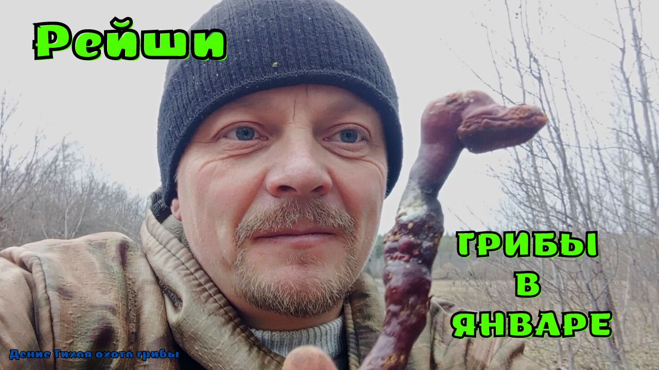 Рейши, опята и траметес разноцветный | пришла посылка из Василька смотреть онлайн