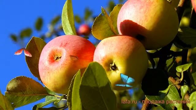 Яблоня средний Солнцедар (malus solntsedar) ? Солнцедар обзор: как сажать, саженцы яблони Солнцедар смотреть онлайн