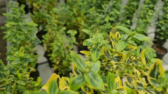 Euonymus | The Best Way to Grow | Rooting смотреть онлайн