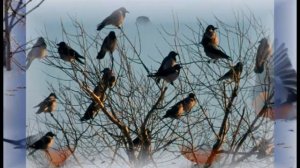 Как птицы встречают весну.