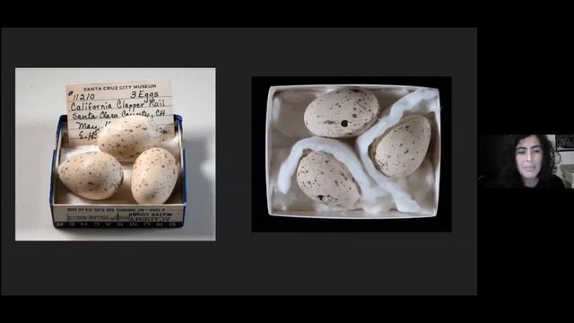 Collections Close-Up: Old Time Oology смотреть онлайн