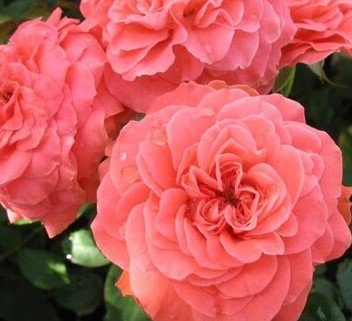 РОЗЫ. УДАЛЯТЬ НЕЛЬЗЯ ОСТАВЛЯТЬ смотреть онлайн