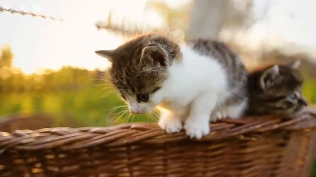 Relaxing Christmas Music for Cats?Soothing Piano Music with Purring Sounds✨Peaceful Sleep for Cats смотреть онлайн