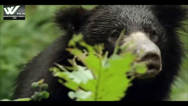 द रियल ब्लैक पैंथर - The Real Black Panther The Big Black Cat | World Documentary HD смотреть онлайн