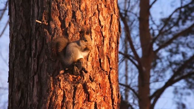Реальная Сибирь. Зима в санатории "Сибирь" смотреть онлайн