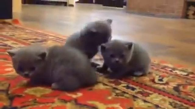 Котики | Британские котята смотреть онлайн