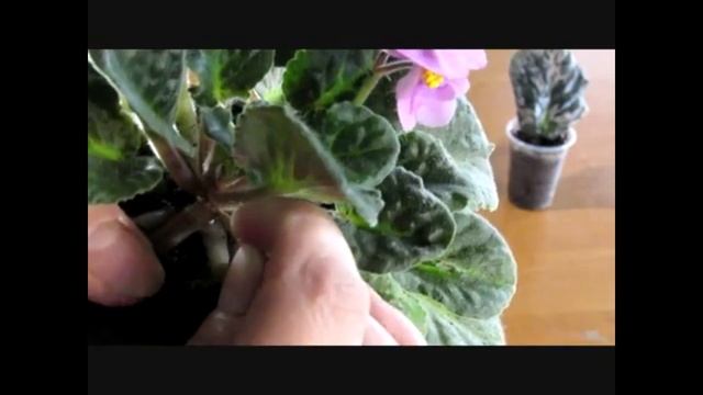 ЦИТОКИНИН ДЛЯ ФИАЛКИ. ПРИМЕНЕНИЕ НА ВЗРОСЛЫХ РОЗЕТКАХ смотреть онлайн