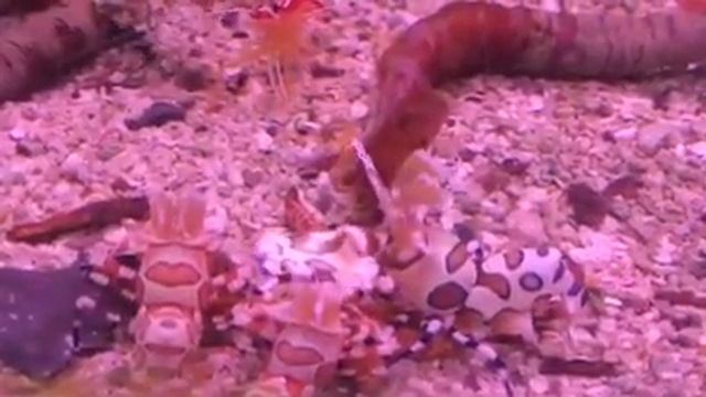 Креветки-арлекин пятнистые от Камбо - CoralReef-Aqua.ru смотреть онлайн