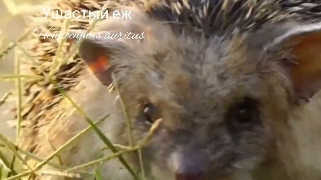 Ушастый ёжик смотреть онлайн