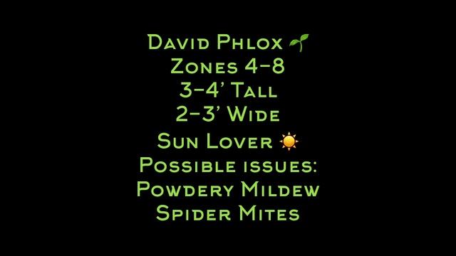 Planting David Phlox смотреть онлайн