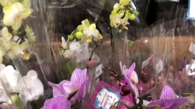 ORCHIDS. What I bought in Trader's Joe смотреть онлайн