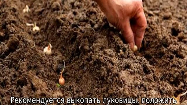 Гиацинты отцвели: что дальше с ними делать смотреть онлайн