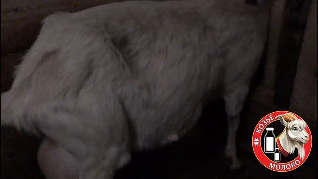 Зааненские высокоудойные козы, от зачатия до великого множества продуктов на Вашем столе смотреть онлайн