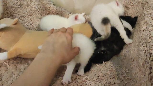 обзорное котята 4недели белый, черный, с пятнышками пушистый (для Авито) смотреть онлайн