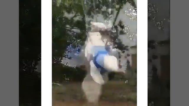 Собака на качелях смотреть онлайн