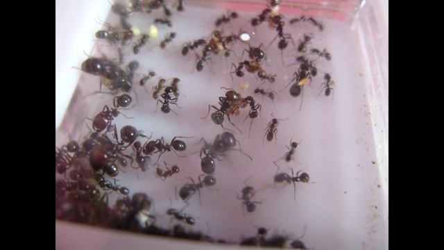 Год колонии Messor Barbarus...