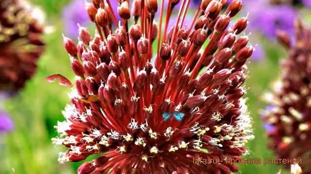 Лук декоративный Ред Могикан ? обзор: как сажать, саженцы лука Ред Могикан смотреть онлайн