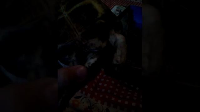 Как определить пол черепахе последняя 6часть?????? смотреть онлайн