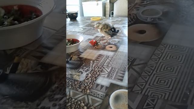 Домашняя сойка-Кирюша смотреть онлайн
