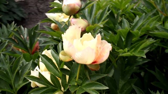 Intersectional Pastel Splendor | R2 Flowers BV | Peonies смотреть онлайн