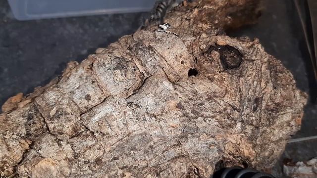 Transfer Avicularia Purpurea :) ale ona szybka... смотреть онлайн