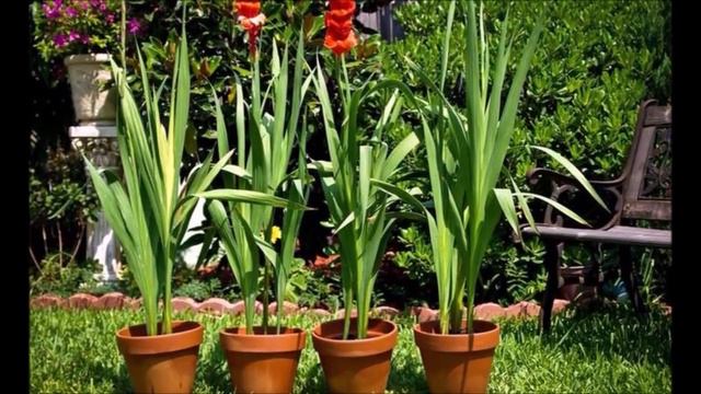 Гладиолусы от и до - подготовка и посадка луковиц. смотреть онлайн