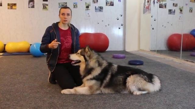 Маламут и дети. Можно ли заводить маламута в семью с детьми. Маламут и ребенок смотреть онлайн