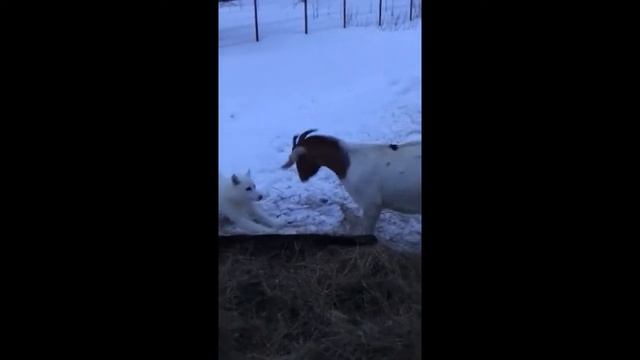 СОБАКА И КОЗОЧКА АЛМЕРУ СБАЦАЛИ ПОЛЬКУ смотреть онлайн